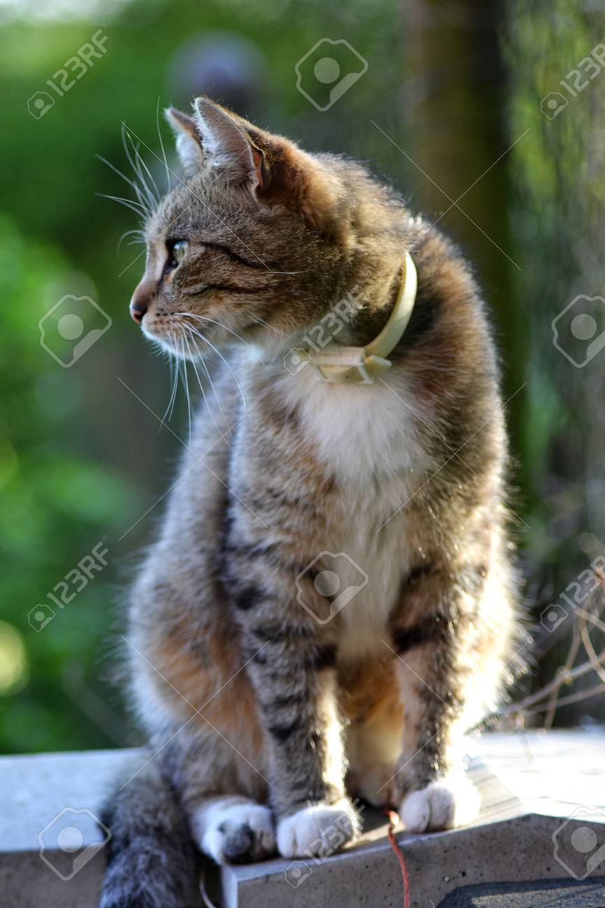 年間ランキング6年連続受賞 猫のモデルのための画像です 絵画 タペストリ Cft Hammamet Com
