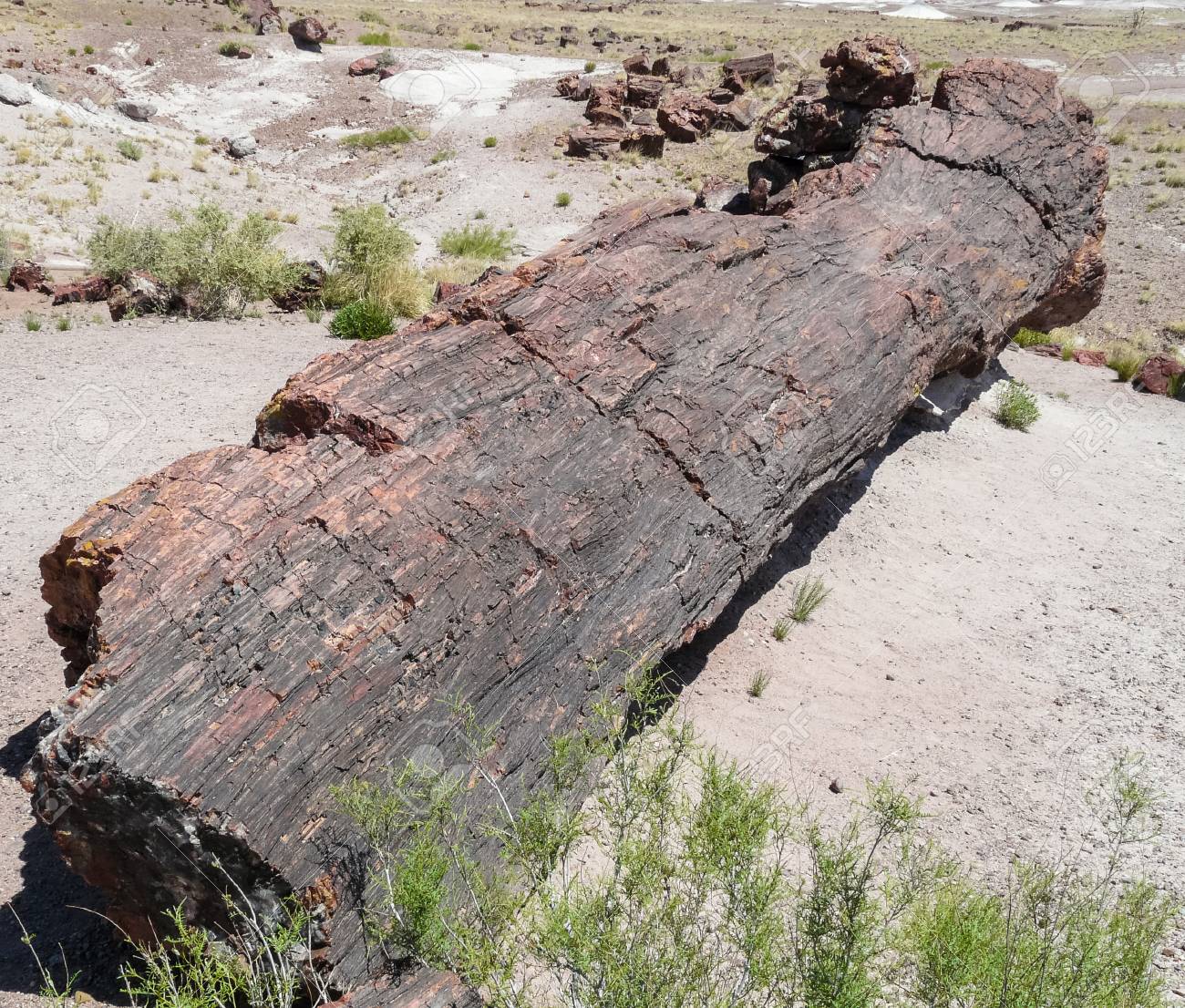 55561381-tronc-de-l-arbre-p%C3%A9trifi%C