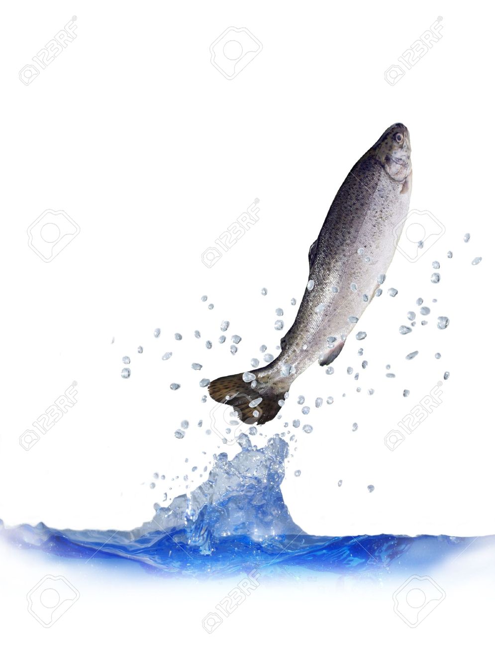 jumping out from water on white background trout - 5166643 jumping out from water on white background trout - 5166643