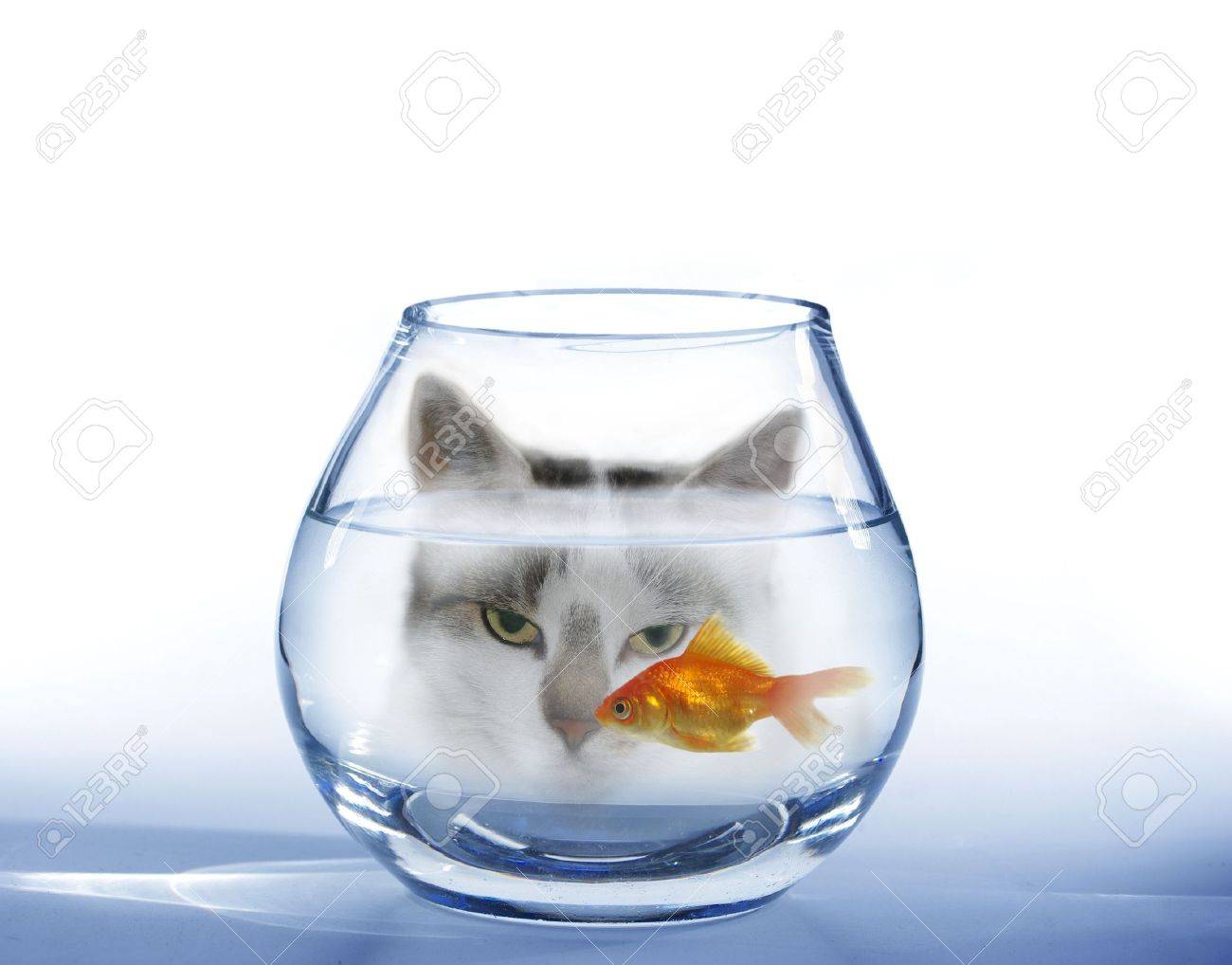 look at on swimming in aquarium fish cat - 5483653 look at on swimming in aquarium fish cat - 5483653