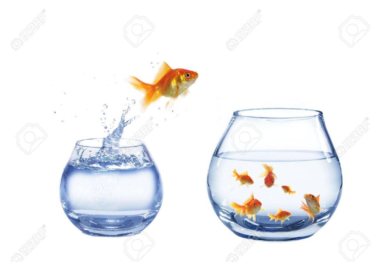 gold jump over to larger aquarium fish - 5566353 gold jump over to larger aquarium fish - 5566353