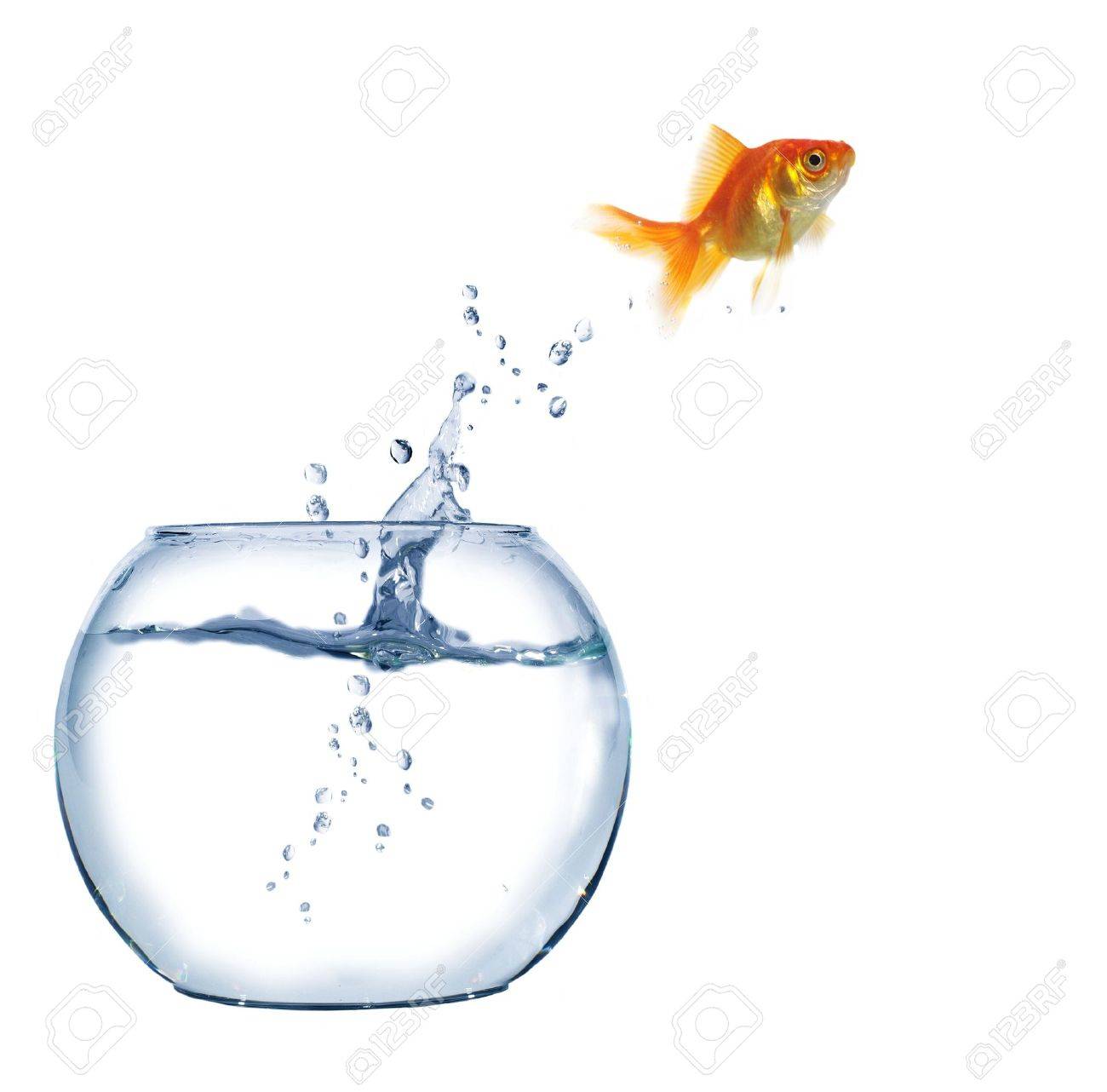 jumping out fish from aquarium on white background - 6236709 jumping out fish from aquarium on white background - 6236709
