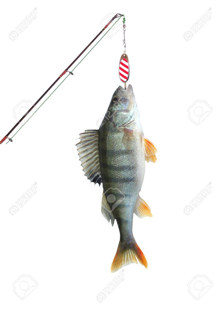 perch on fishing-rod on white background - 8273889 perch on fishing-rod on white background - 8273889