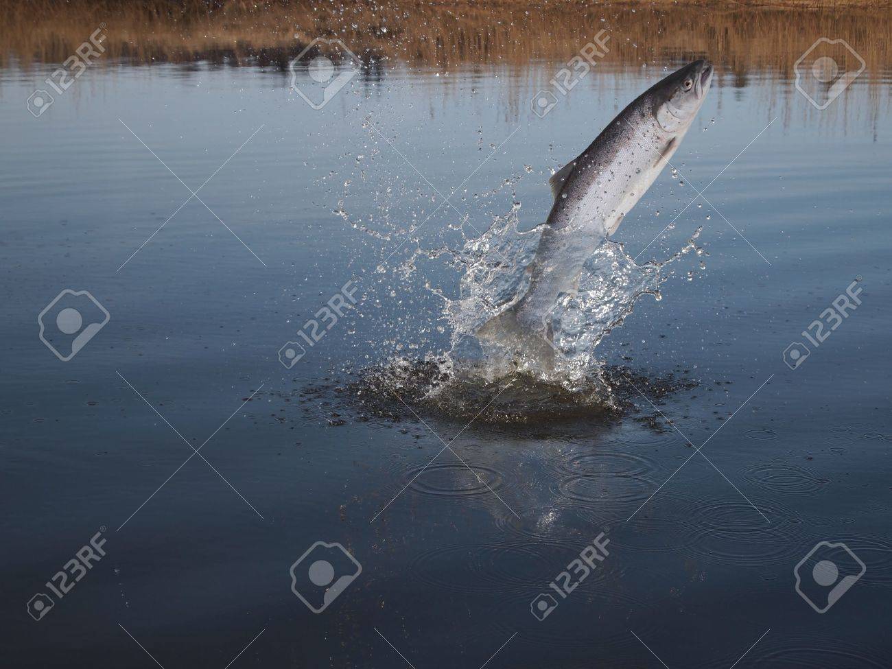jumping out from water salmon on river background - 12600150 jumping out from water salmon on river background - 12600150