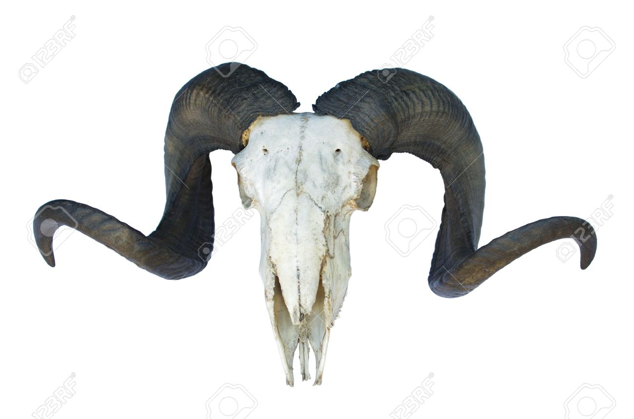 ram skull with big horn isolated on white background - 13142594 ram skull with big horn isolated on white background - 13142594