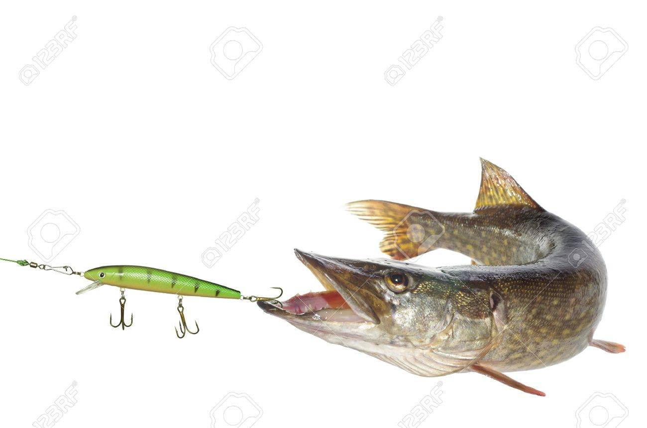 long pike and artificial bait on white background - 14408487 long pike and artificial bait on white background - 14408487