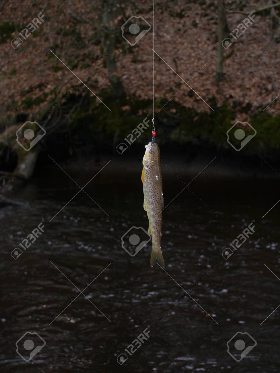 the forest fishing rod