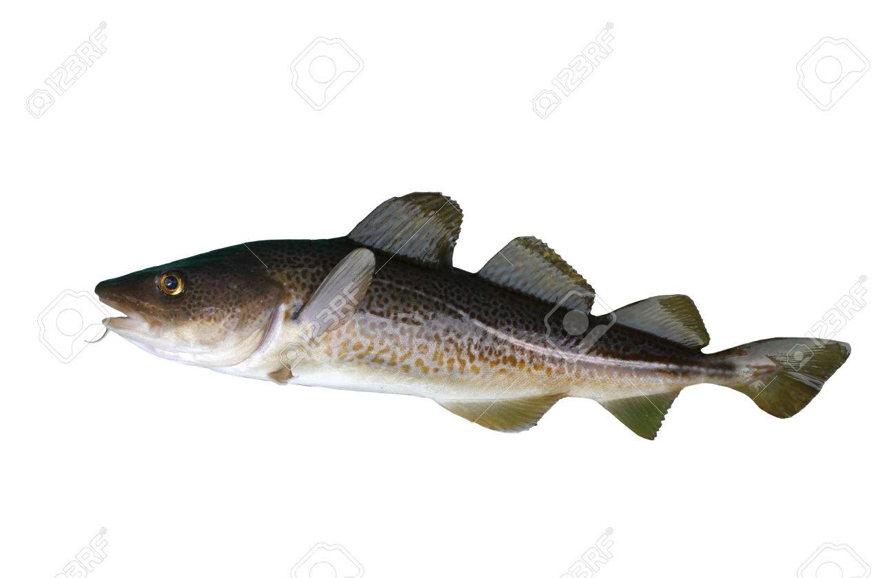 big cod fish on a white background - 24162672 big cod fish on a white background - 24162672