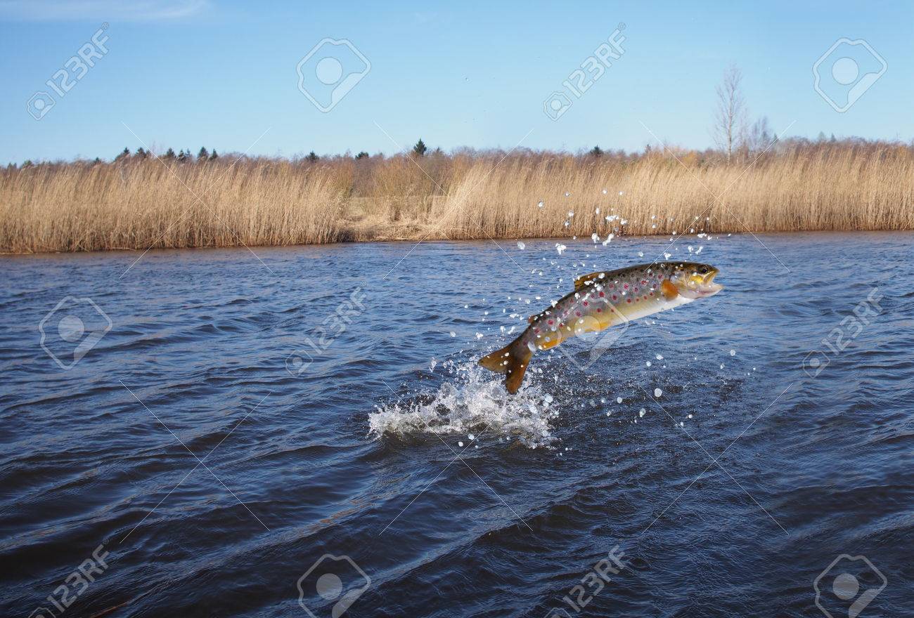 jumping out from water salmon on river background - 39032722 jumping out from water salmon on river background - 39032722
