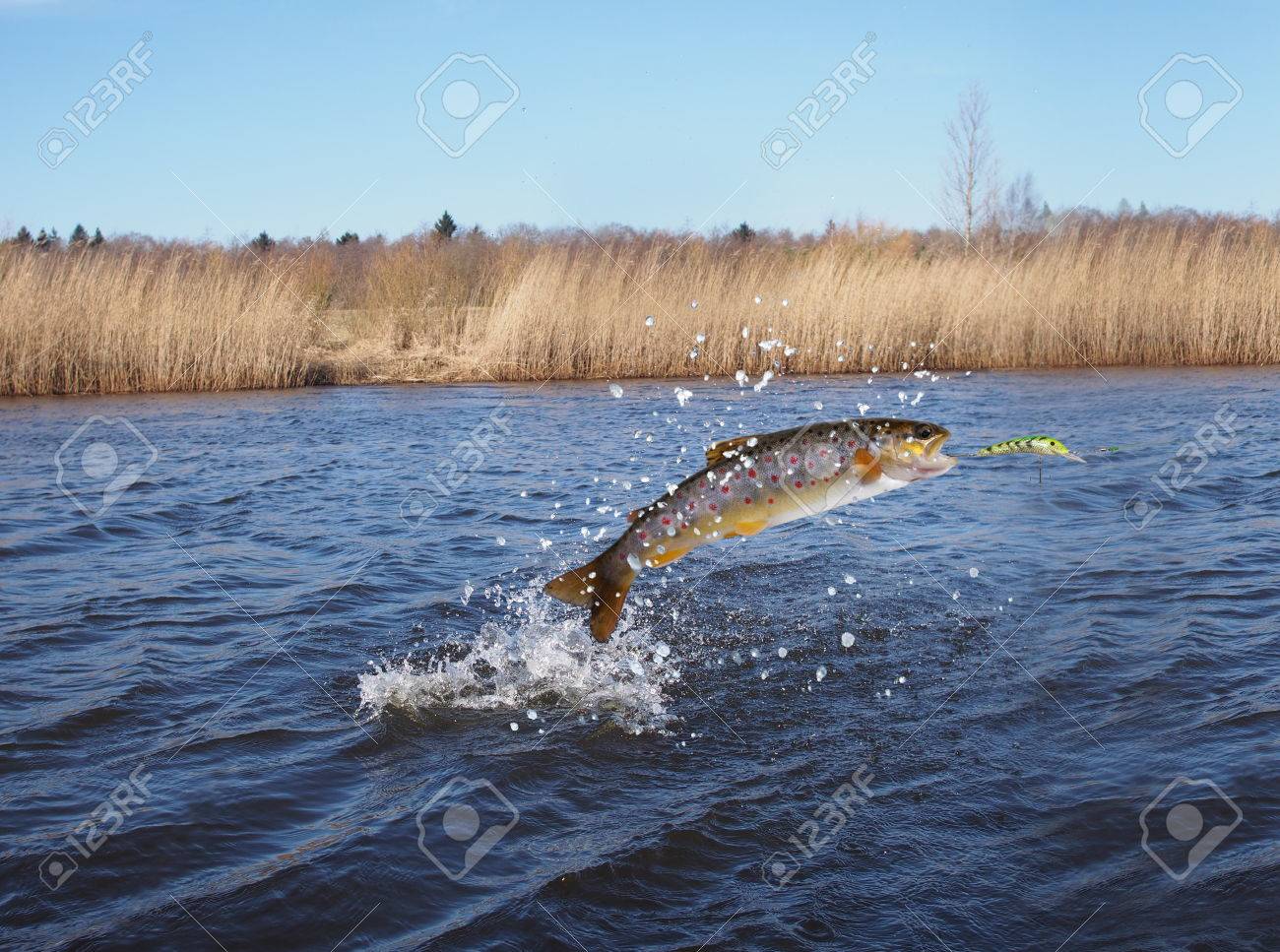 jumping out from water salmon on river background - 39046369 jumping out from water salmon on river background - 39046369