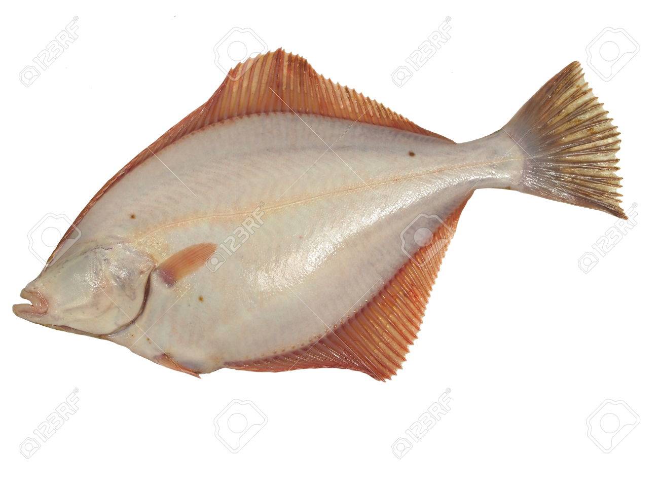 White flounder Outlet