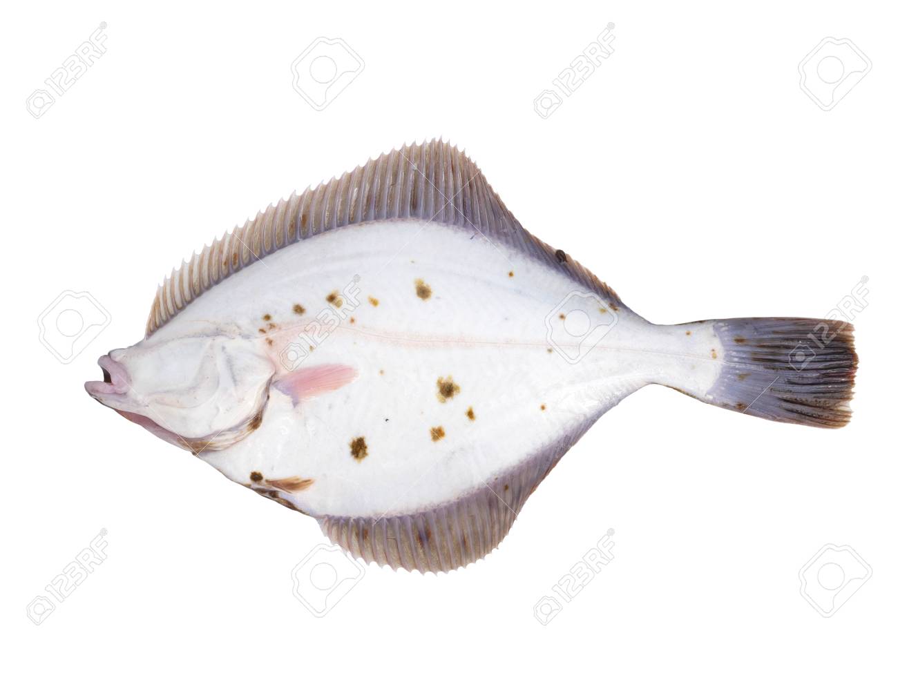 White flounder Outlet