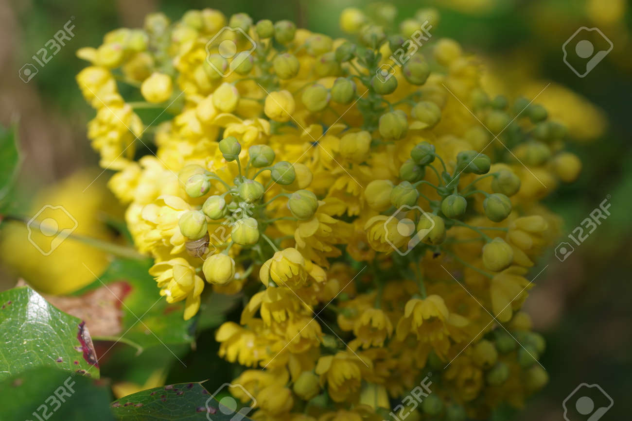 Mahonia aquifolium oregon grape with yellow flowers - 165890069 Mahonia aquifolium oregon grape with yellow flowers - 165890069