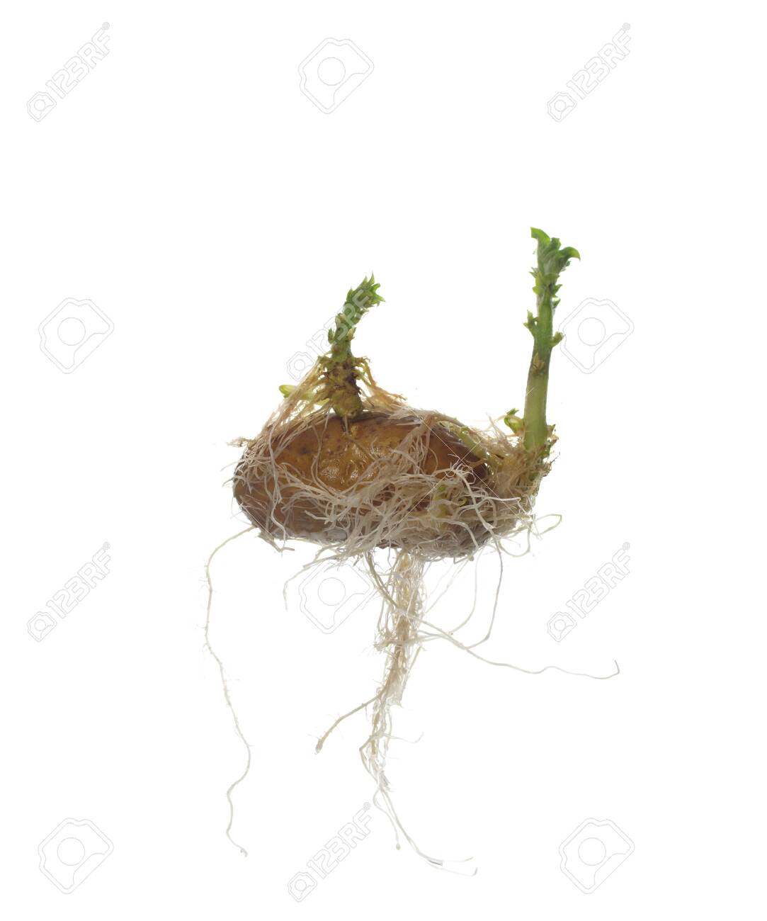 germinating potato on white background - 140085595 germinating potato on white background - 140085595