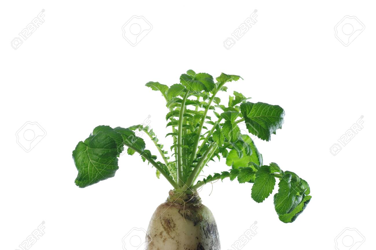 white radish with green leaves on white background - 143401479 white radish with green leaves on white background - 143401479