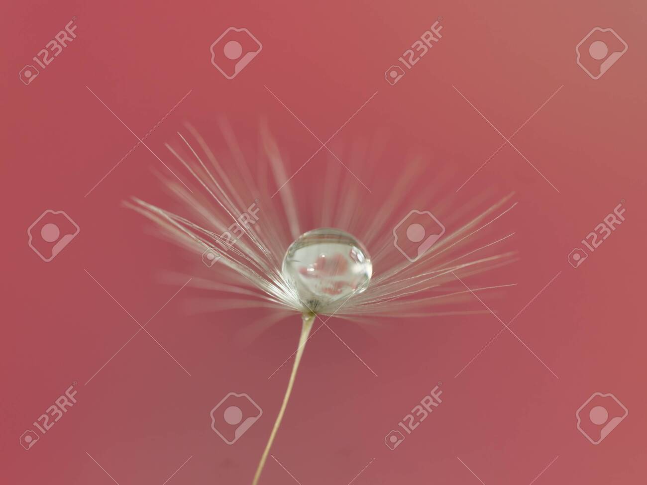 dandelion seed with water droplets macro - 146682448 dandelion seed with water droplets macro - 146682448