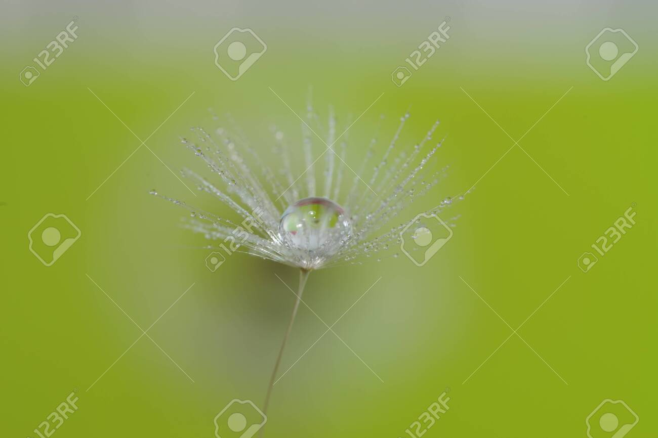 dandelion seed with water droplets macro - 146682456 dandelion seed with water droplets macro - 146682456