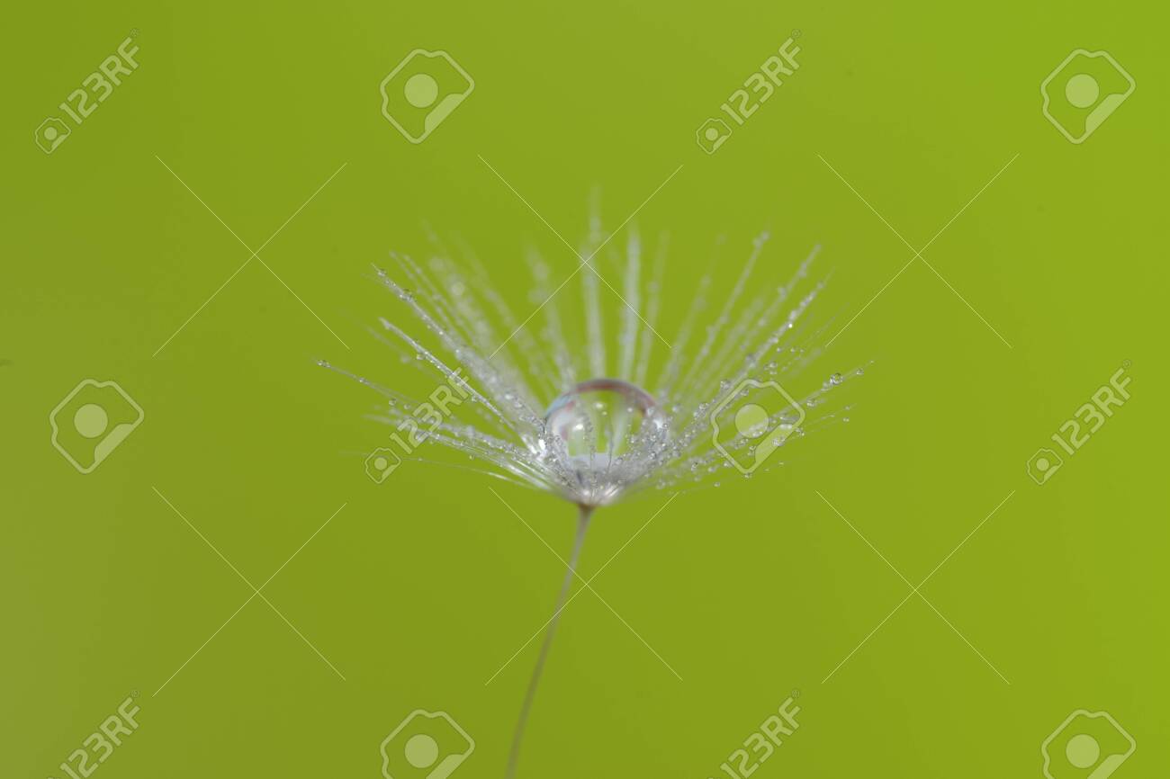 dandelion seed with water droplets macro - 146682763 dandelion seed with water droplets macro - 146682763