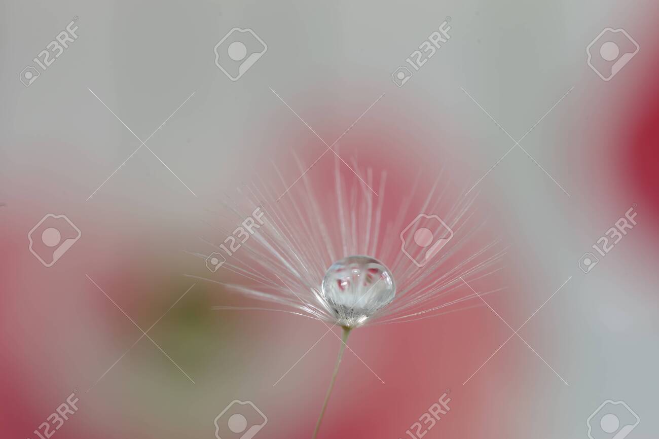dandelion seed with water droplets macro - 146682768 dandelion seed with water droplets macro - 146682768