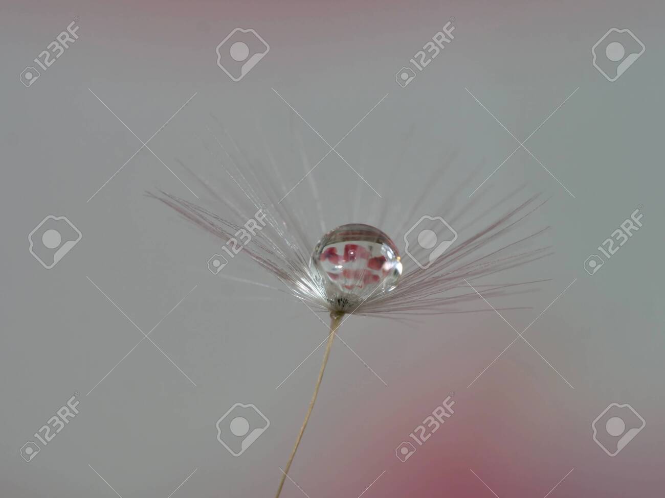 dandelion seed with water droplets macro - 146682771 dandelion seed with water droplets macro - 146682771