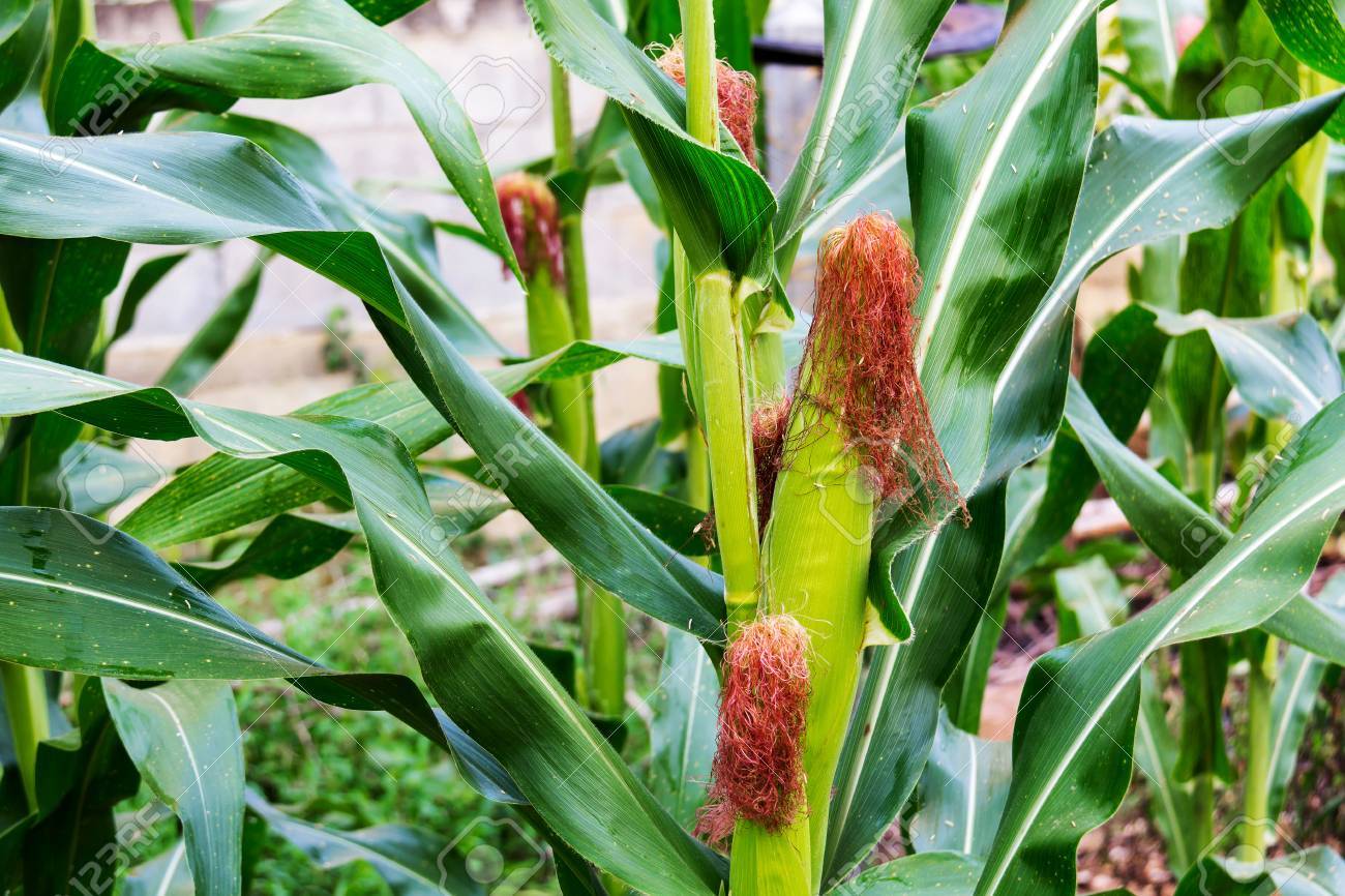Zea Mays Linn Sweet Corn In The Field Stock Photo Picture And Royalty Free Image Image 63273853