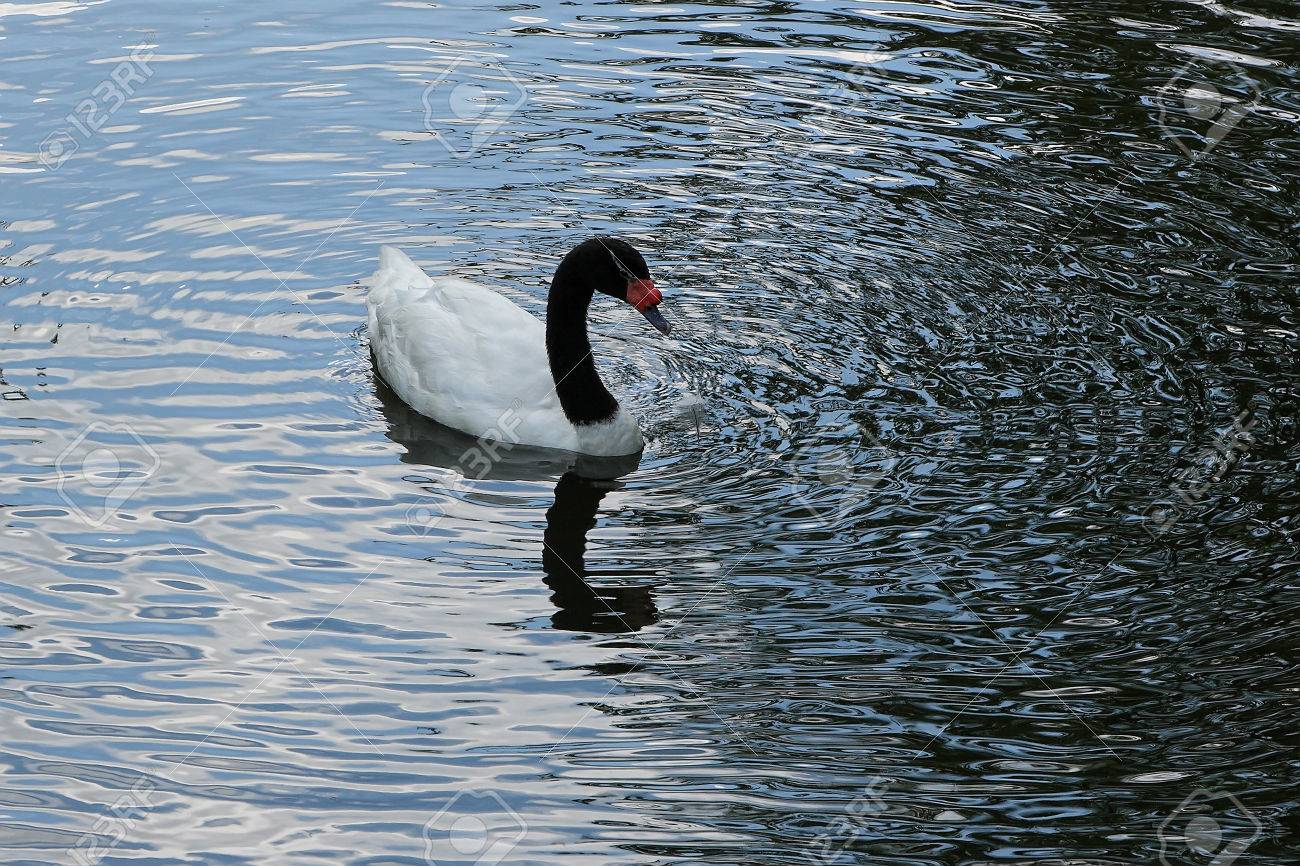 クロエリハクチョウ クロエリハクチョウ市池を泳ぐ 黒首白鳥 はくちょう座 Melancoryphus は 南米原産の最大の水鳥の白鳥です の写真素材 画像素材 Image