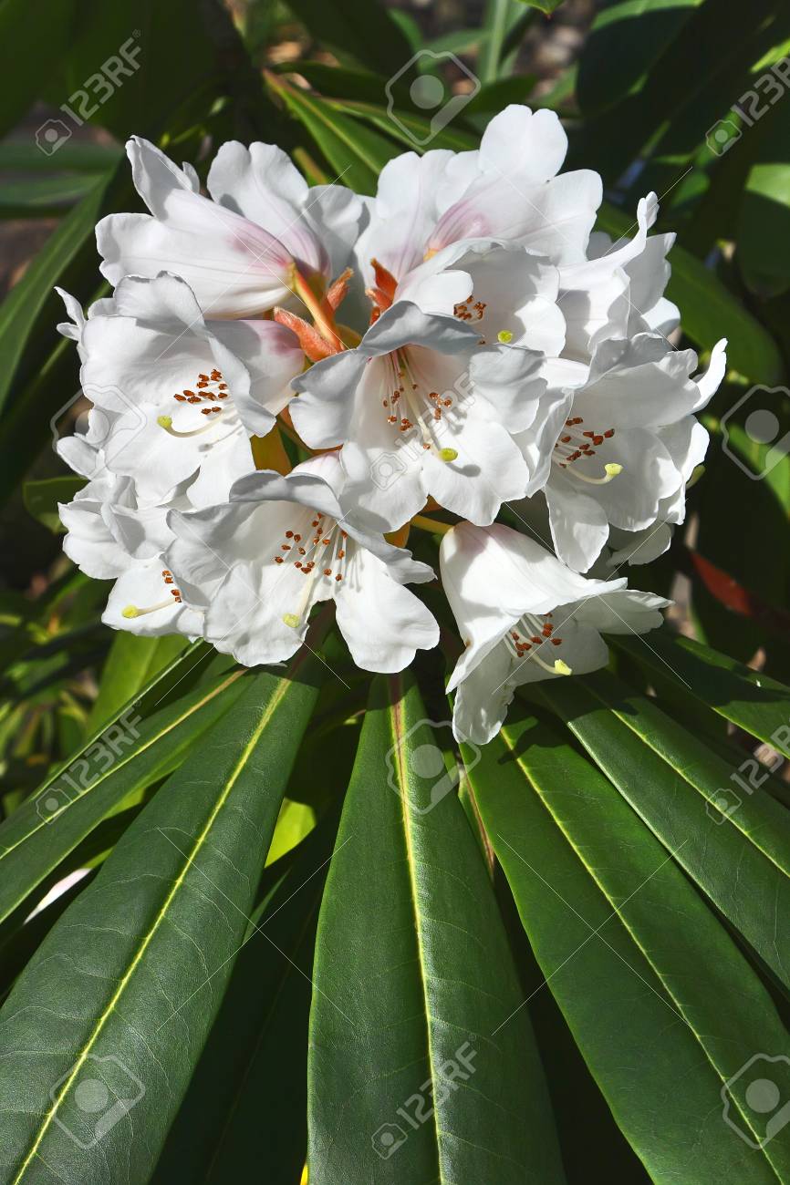 白いツツジの花 春の庭の花で素敵な白い花 の写真素材 画像素材 Image
