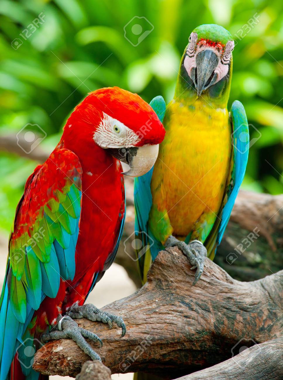 Guacamaya Colorida Pareja Sentada En Un árbol Fotos, Retratos, Imágenes Y Fotografía De Archivo Libres De Derecho. Image 9837597. Guacamaya Colorida Pareja Sentada En Un árbol Fotos, Retratos, Imágenes Y Fotografía De Archivo Libres De Derecho. Image 9837597.
