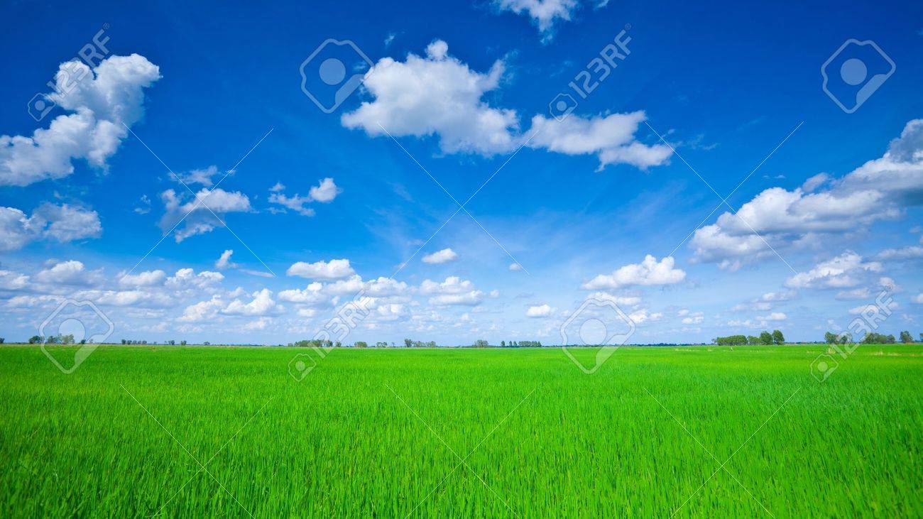 Rice field green grass blue sky cloud cloudy landscape - 20463556 Rice field green grass blue sky cloud cloudy landscape - 20463556