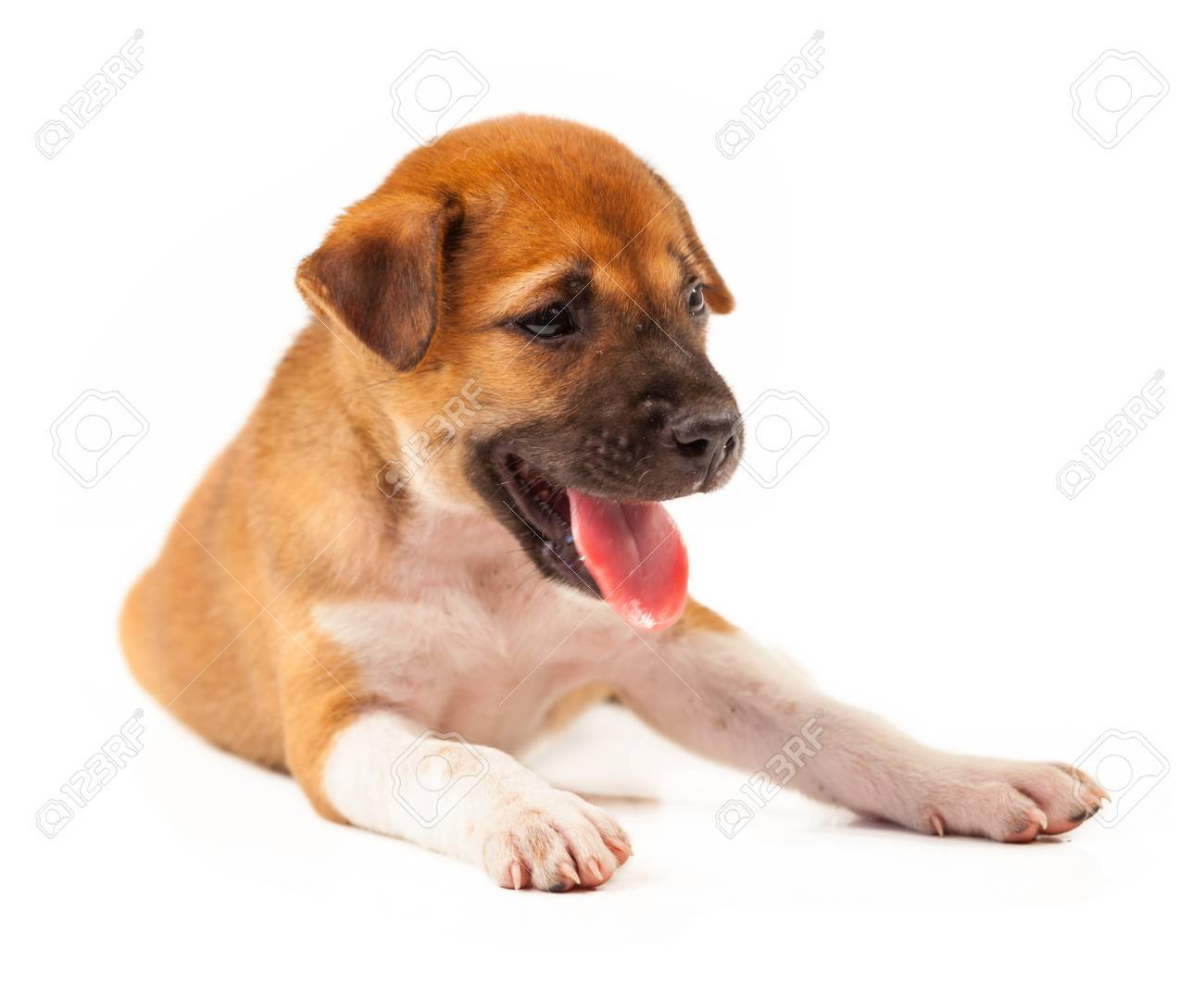 舌が白い背景に分離を示す子犬犬 の写真素材 画像素材 Image