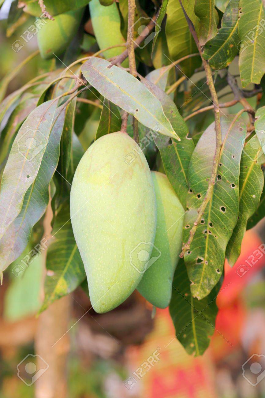 green mango plant stock