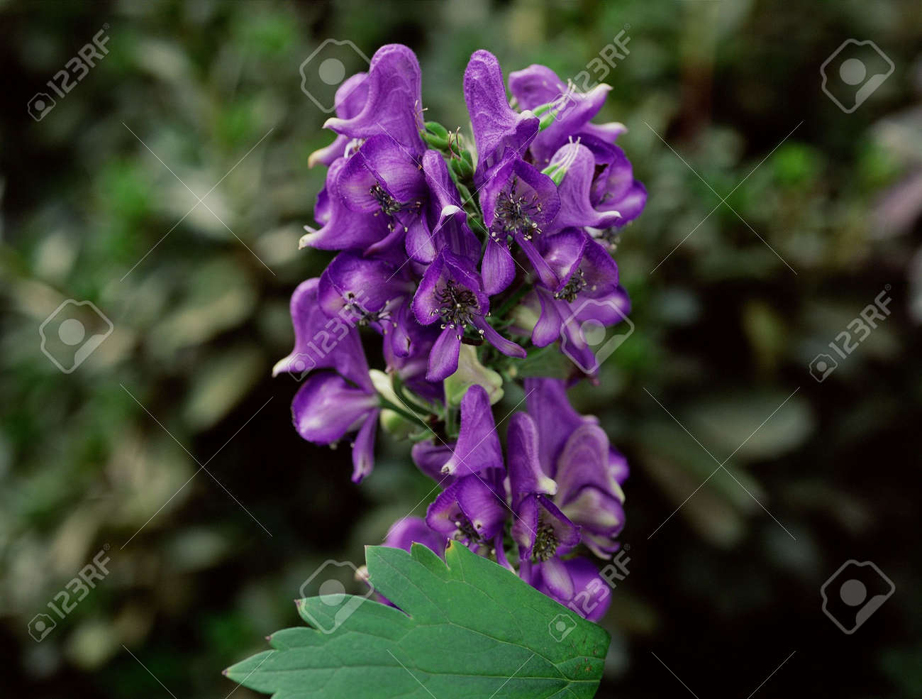 etiam-dictum-ipsum-a-felis