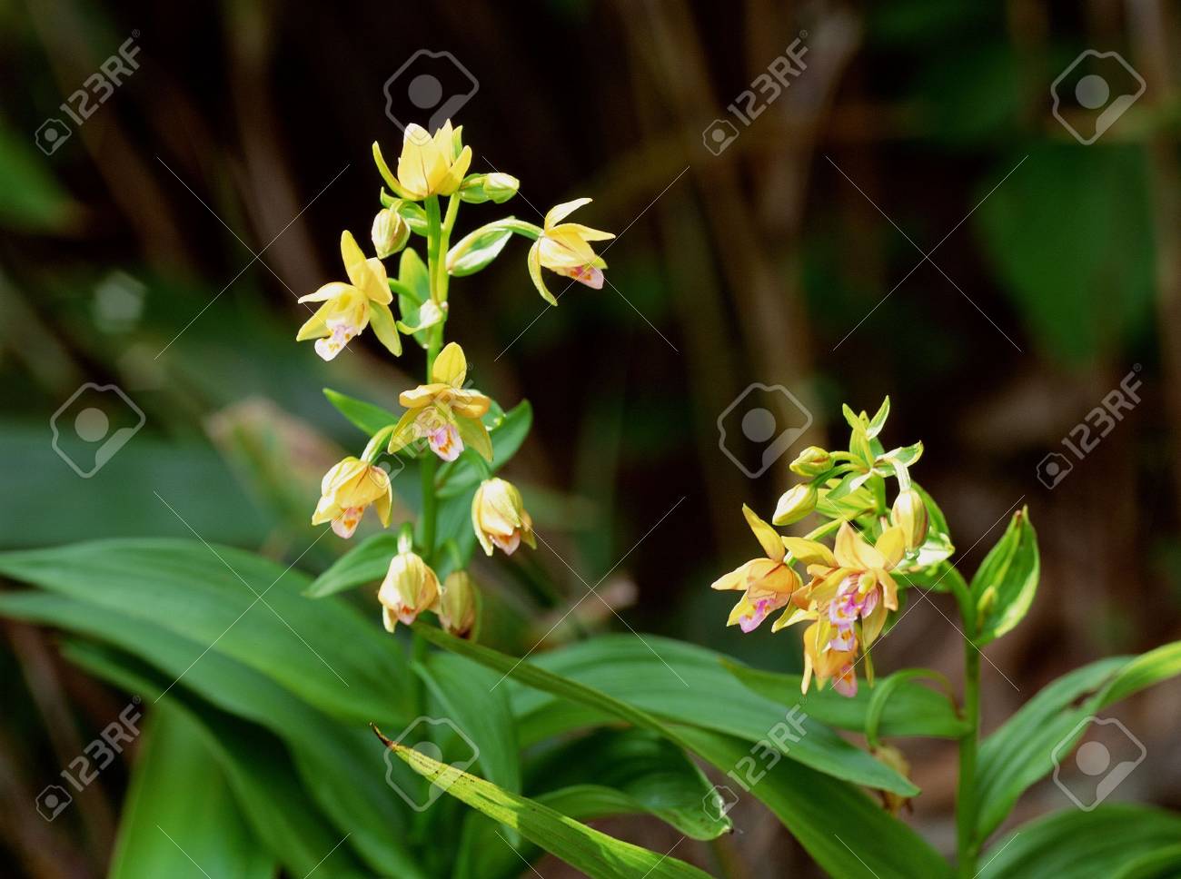 etiam-dictum-ipsum-a-felis