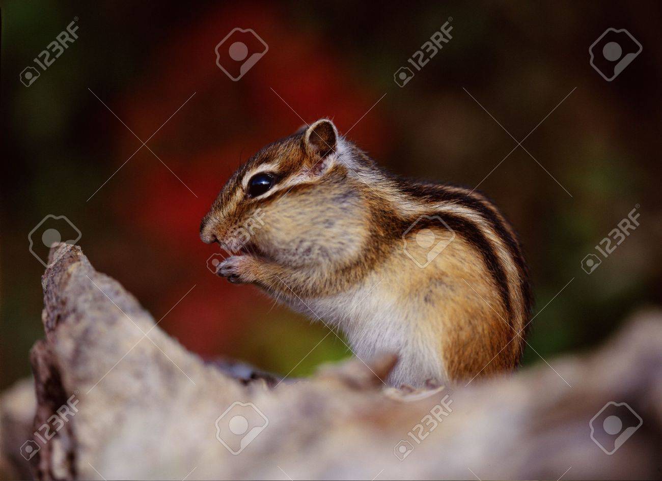 etiam-dictum-ipsum-a-felis