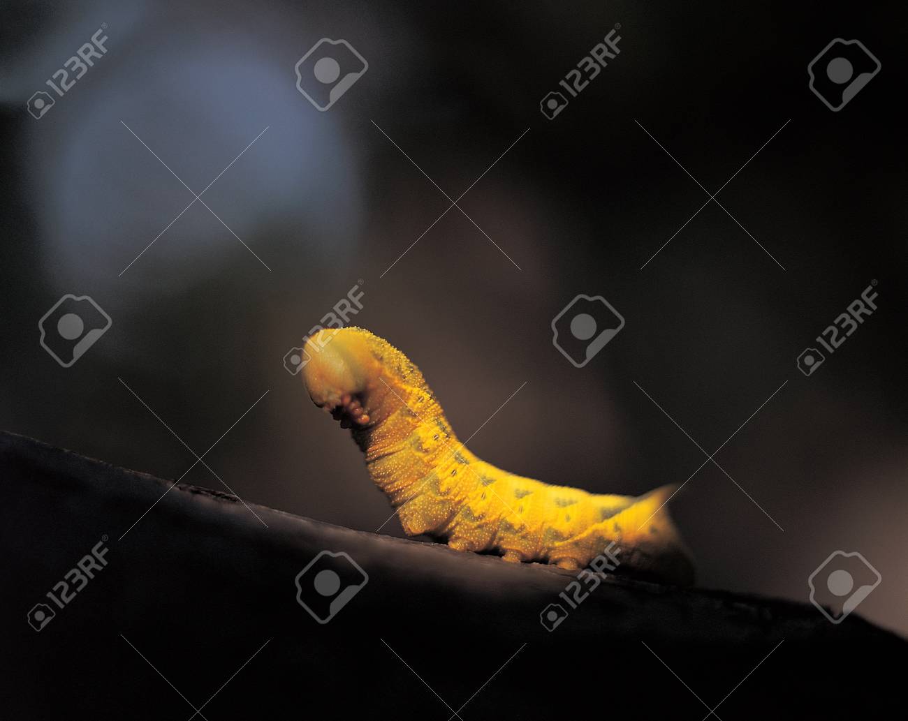 etiam-dictum-ipsum-a-felis