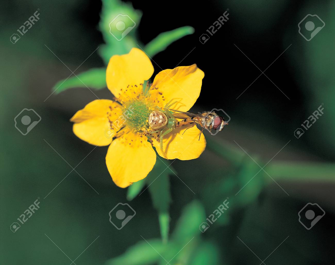 etiam-dictum-ipsum-a-felis