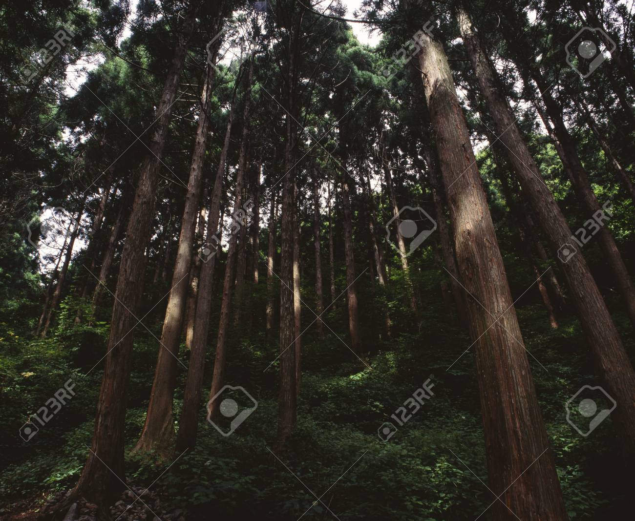 etiam-dictum-ipsum-a-felis