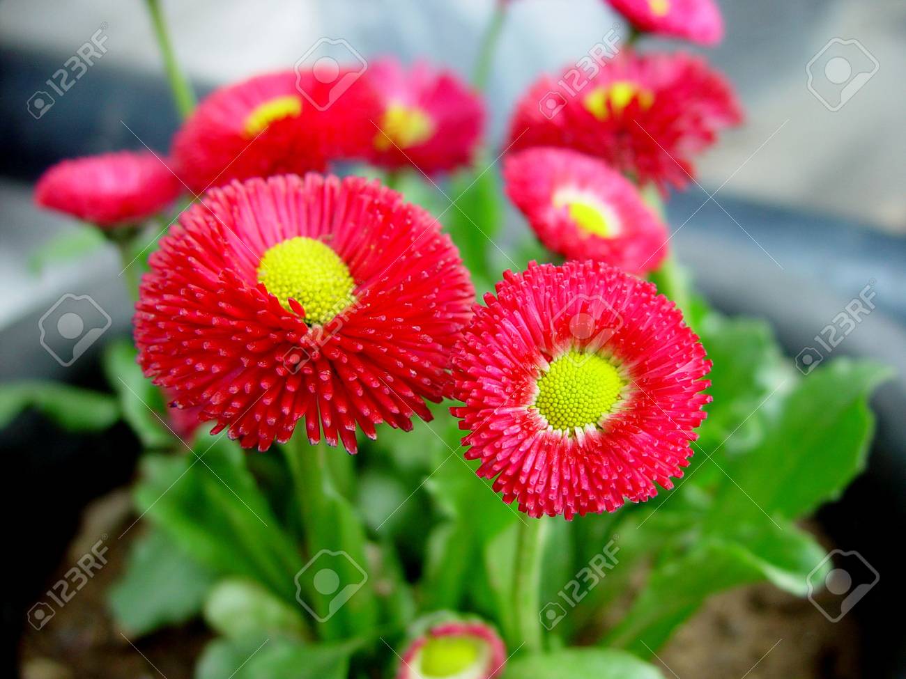 etiam-dictum-ipsum-a-felis