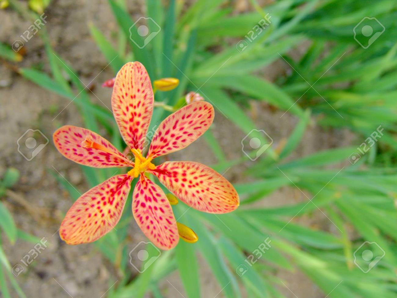 etiam-dictum-ipsum-a-felis