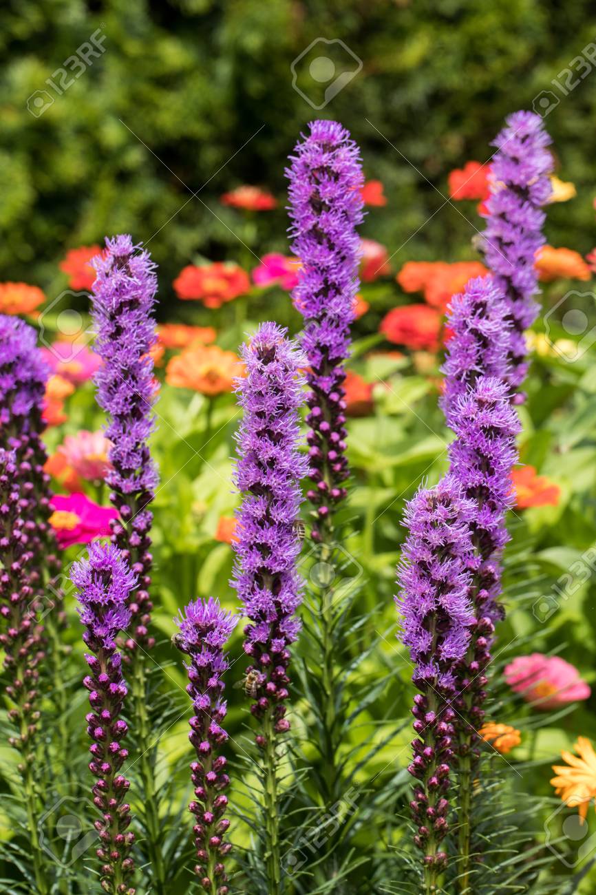 FLORES LIATRIS SPICATA FLORES LIATRIS SPICATA