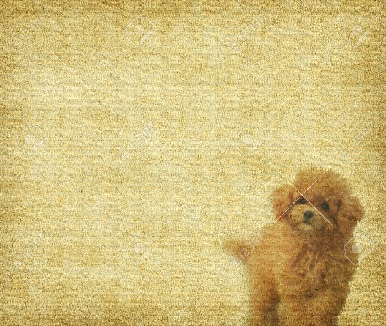 Vintage Wallpaper Background With Toy Poodle Stock Photo Picture And Royalty Free Image Image Vintage Wallpaper Background With Toy Poodle Stock Photo Picture And Royalty Free Image Image