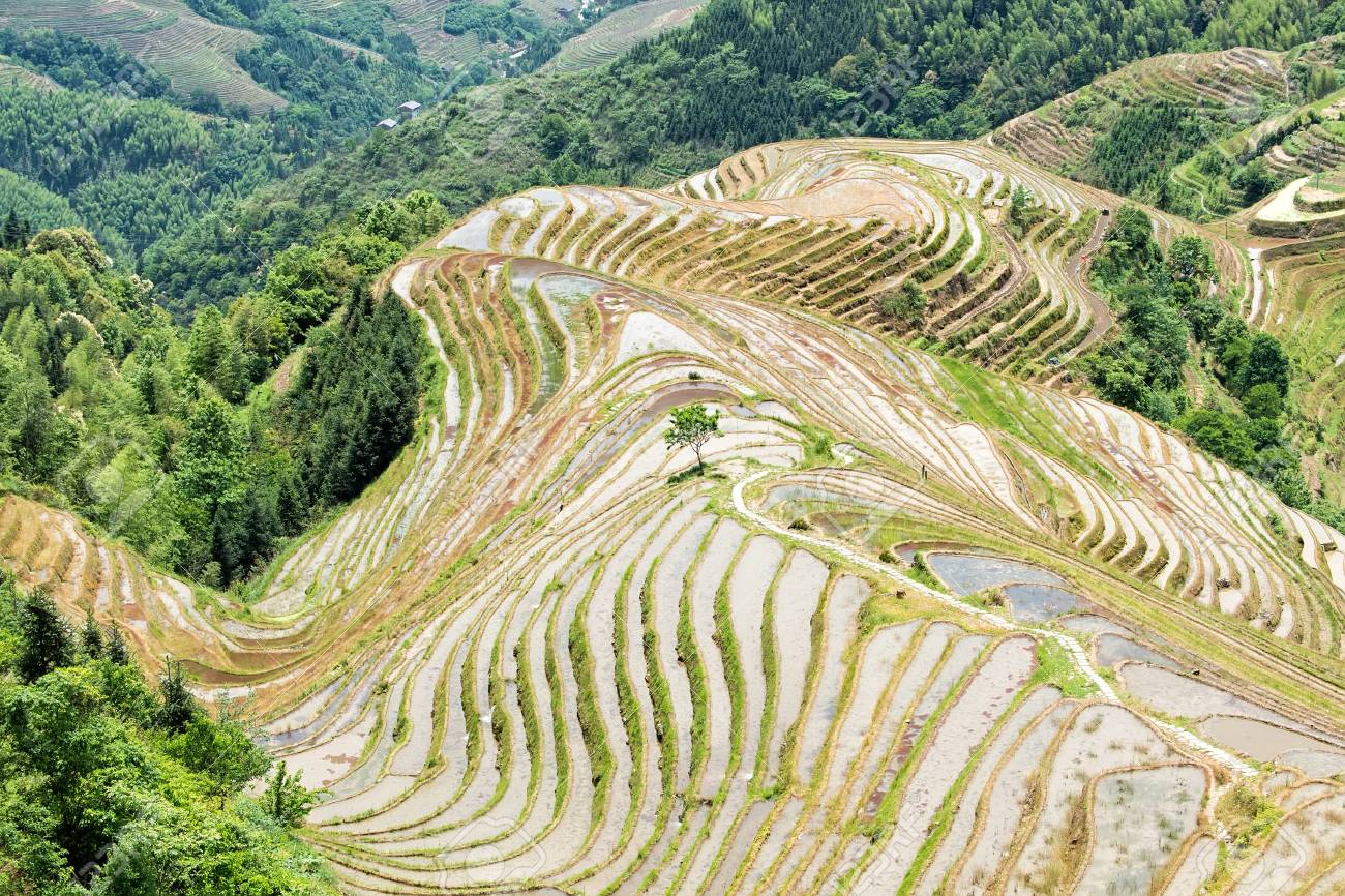龍脊棚田にある桂林広西チワン族自治区別名中国広西省 の写真素材 画像素材 Image