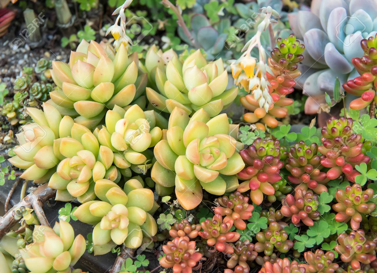 サボテン多肉植物プランター の写真素材 画像素材 Image サボテン多肉植物プランター の写真素材 画像素材 Image