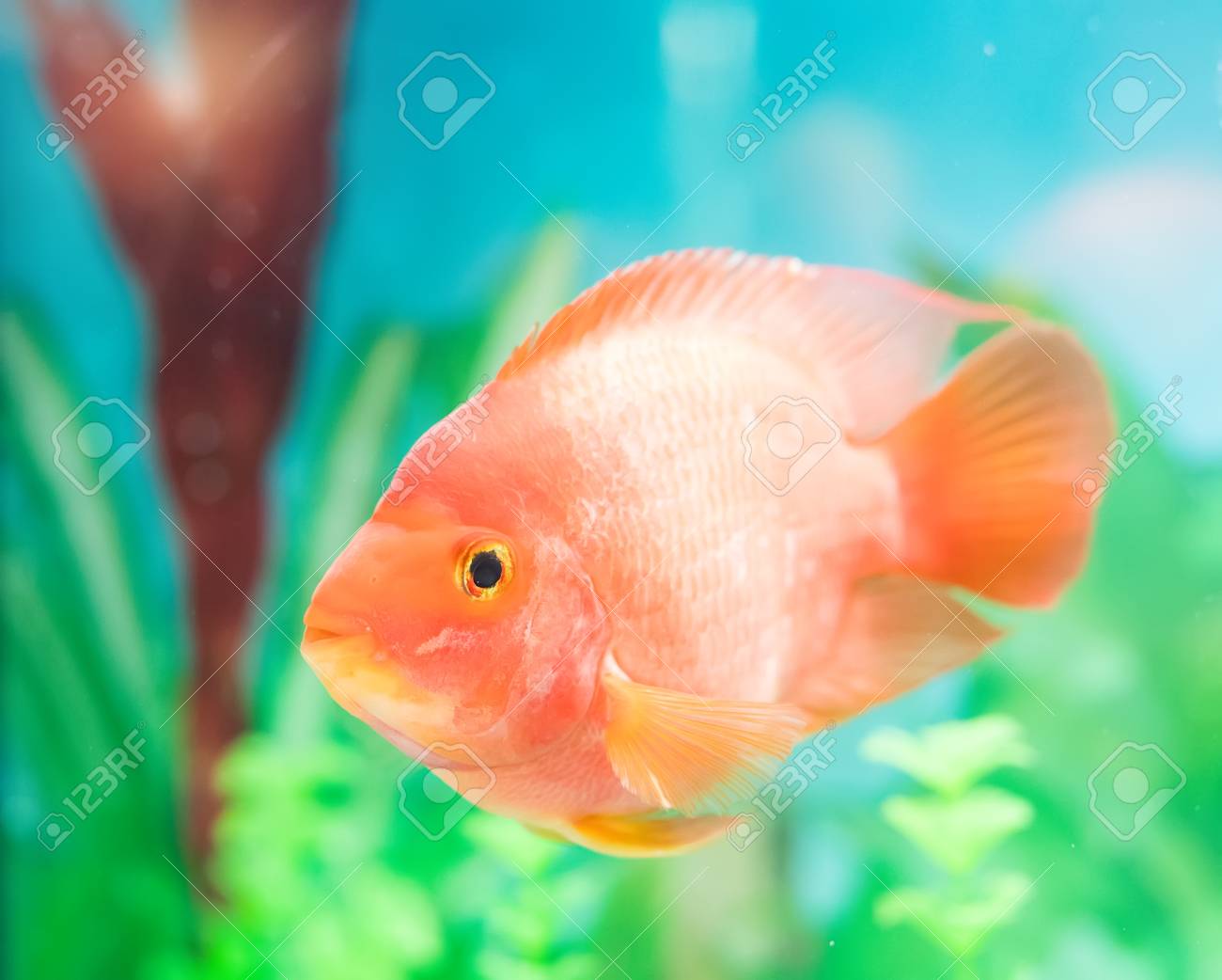 red parrot cichlid in aquarium plant green background stock photo