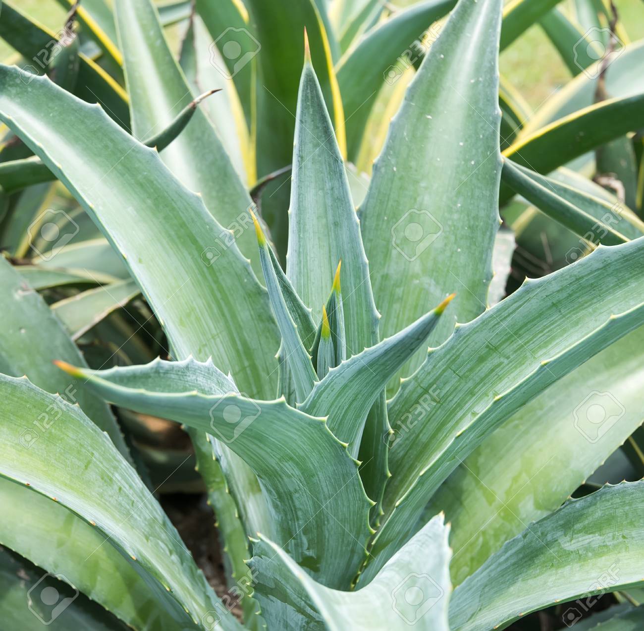 アガベ 尖った葉 緑色 植物 鋭利な尖ったアガベ植物の葉の写真