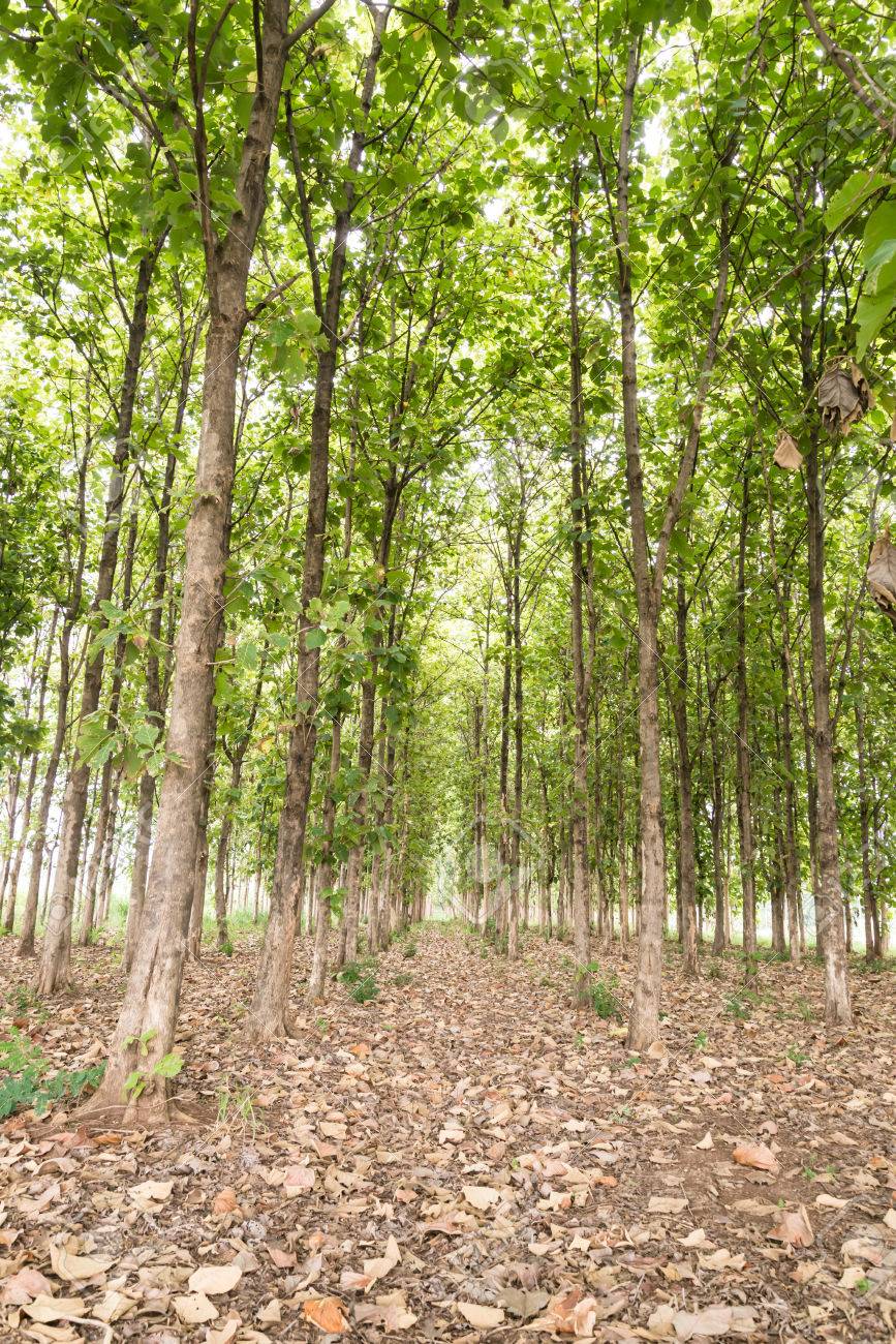 big teak tree in forest green stock photo picture and royalty free image image 30857745 big teak tree in forest green stock photo picture and royalty free image image 30857745