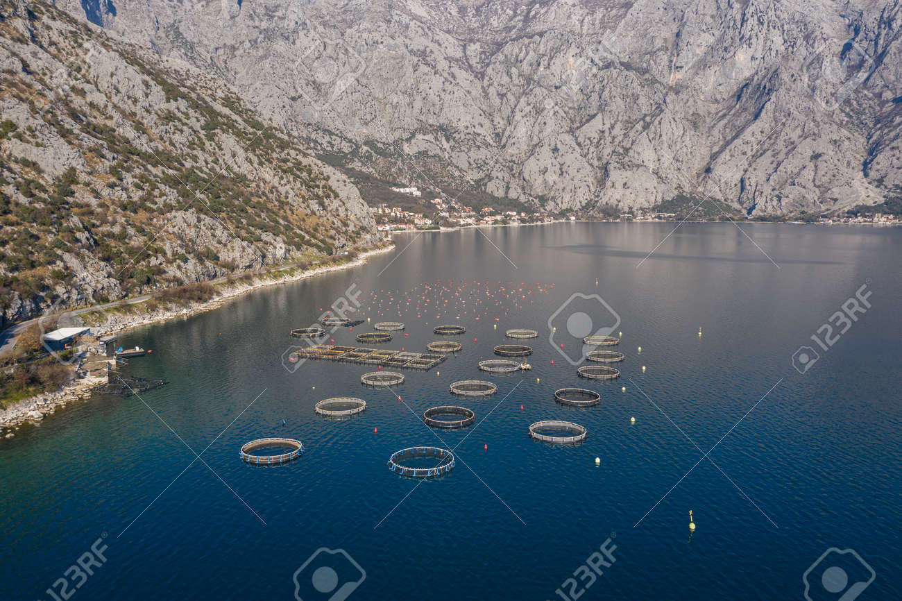 Aerial shoot of oysters, mussels and fish farming with traps and buoys in Boka-Kotor bay, Montenegro, the Adriatic coast in the springtime. Mountains in the background - 165654998 Aerial shoot of oysters, mussels and fish farming with traps and buoys in Boka-Kotor bay, Montenegro, the Adriatic coast in the springtime. Mountains in the background - 165654998