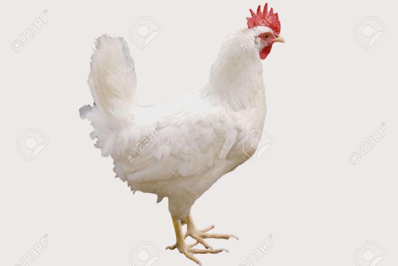 white chicken isolated on a white background stock photo picture and royalty free image image 4721554 white chicken isolated on a white background