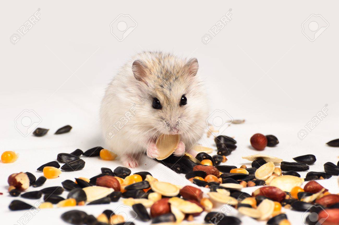 hamster nut