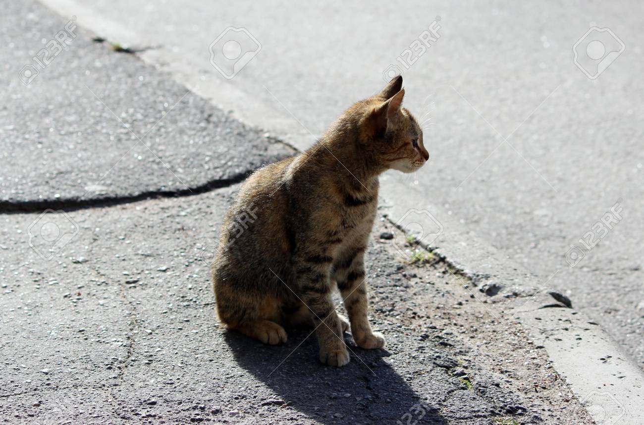 Couleur Tricolore écaille De Tortue Chat Isolé Solitaire Est Lasphalte Sur Le Trottoir